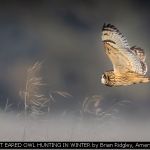 SHORT EARED OWL HUNTING IN WINTER by Brian Ridgley, Amersham