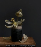FADED TULIPS by Amanda Wright, Ealing&HH