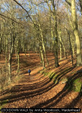 LOCKDOWN WALK by Anita Woodcock, Maidenhead