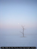 LONE TREE IN THE FOG by Julia Wainwright, Harrow