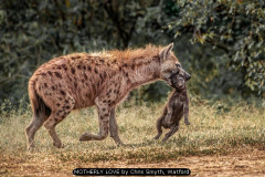 MOTHERLY LOVE by Chris Smyth, Watford