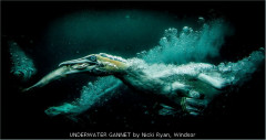 UNDERWATER GANNET by Nicki Ryan, Windsor