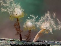 EXPLODING MUSHROOMS by Rick Beresford, Ealing&HH