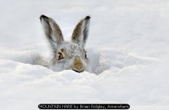 MOUNTAIN HARE by Brian Ridgley, Amersham