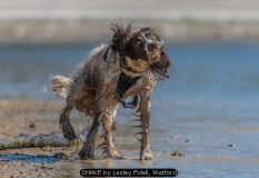 SHAKE by Lesley Fidell, Watford