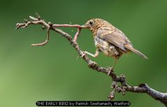 THE EARLY BIRD by Patrick Seehanach, Watford