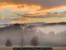 THREE TREES by David Manning, Leighton Buzzard