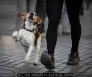 BEST PAW FORWARD by Lloyd Moore, Watford