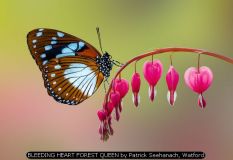 BLEEDING HEART FOREST QUEEN by Patrick Seehanach, Watford