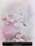 CLEMATIS MONTANA by Angela Morgan, Maidenhead