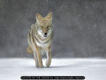 COYOTE IN THE SNOW by Julia Wainwright, Harrow