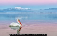 DALMATIAN PELICAN SUNSET by Martin Patten, Watford