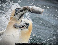 FISH FIGHT by Michelle Cirkel, Watford
