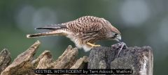 KESTREL WITH RODENT by Terri Adcock, Watford