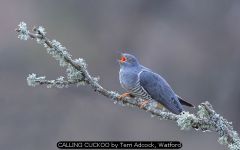 CALLING CUCKOO by Terri Adcock, Watford