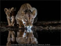 CUB AND MOTHER AT NIGHT by Dave Atkinson, Oxford