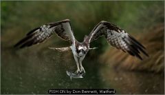 FISH ON by Don Bennett, Watford