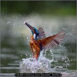 FISHER KING by Don Bennett, Watford