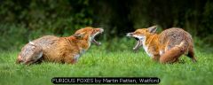 FURIOUS FOXES by Martin Patten, Watford