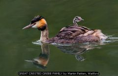 GREAT CRESTED GREBE FAMILY by Martin Patten, Watford