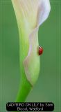 LADYBIRD ON LILY by Sam Blood, Watford