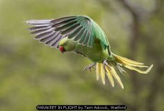 PARAKEET IN FLIGHT by Terri Adcock, Watford