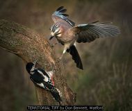TERRITORIAL TIFF by Don Bennett, Watford