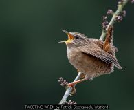 TWEETING WREN by Patrick Seehanach, Watford