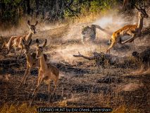 LEOPARD HUNT by Eric Cheek, Amersham
