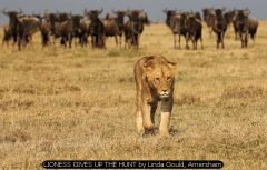 LIONESS GIVES UP THE HUNT by Linda Gould, Amersham