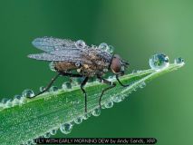 FLY WITH EARLY MORNING DEW by Andy Sands, XRR