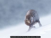 ICELANDIC ARCTIC FOX by Alison Jenkins, Watford