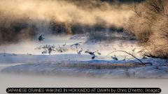 JAPANESE CRANES WAKING IN HOKKAIDO AT DAWN by Chris D'netto, Imagez