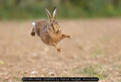 BROWN HARE LEAPING by Patrick Hudgell, Amersham