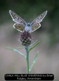 CHALK HILL BLUE SHIVERING by Brian Ridgley, Amersham