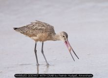 MARBLED GODWIT WITH CRAB by Patrick Hudgell, Amersham