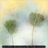 WILD CARROT SEED HEADS by Gillian Morgan, Amersham