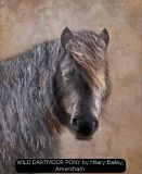 WILD DARTMOOR PONY by Hilary Bailey, Amersham