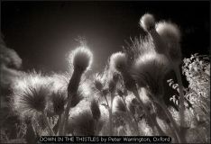 DOWN IN THE THISTLES by Peter Warrington, Oxford