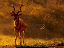FINDING A HOST by Dave Atkinson, Oxford