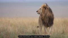 LION PORTRAIT by Helen Webb, Oxford