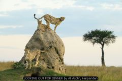 LOOKING OUT FOR DINNER by Ali Asplin, Harpenden
