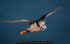 PUFFIN WITH CATCH by Dave Belcher, Oxford