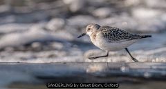 SANDERLING by Greet Blom, Oxford