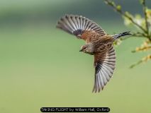 TAKING FLIGHT by William Hall, Oxford