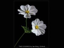 TWO COSMOS by Ian Bray, Oxford