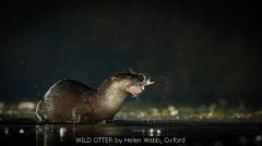 WILD OTTER by Helen Webb, Oxford