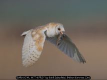 BARN OWL WITH PREY by Neil Schofield, Milton Keynes City