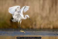 EGRET by Keith Worthington, Oxford
