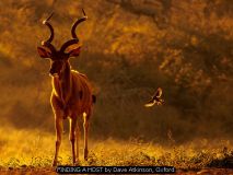 FINDING A HOST by Dave Atkinson, Oxford
